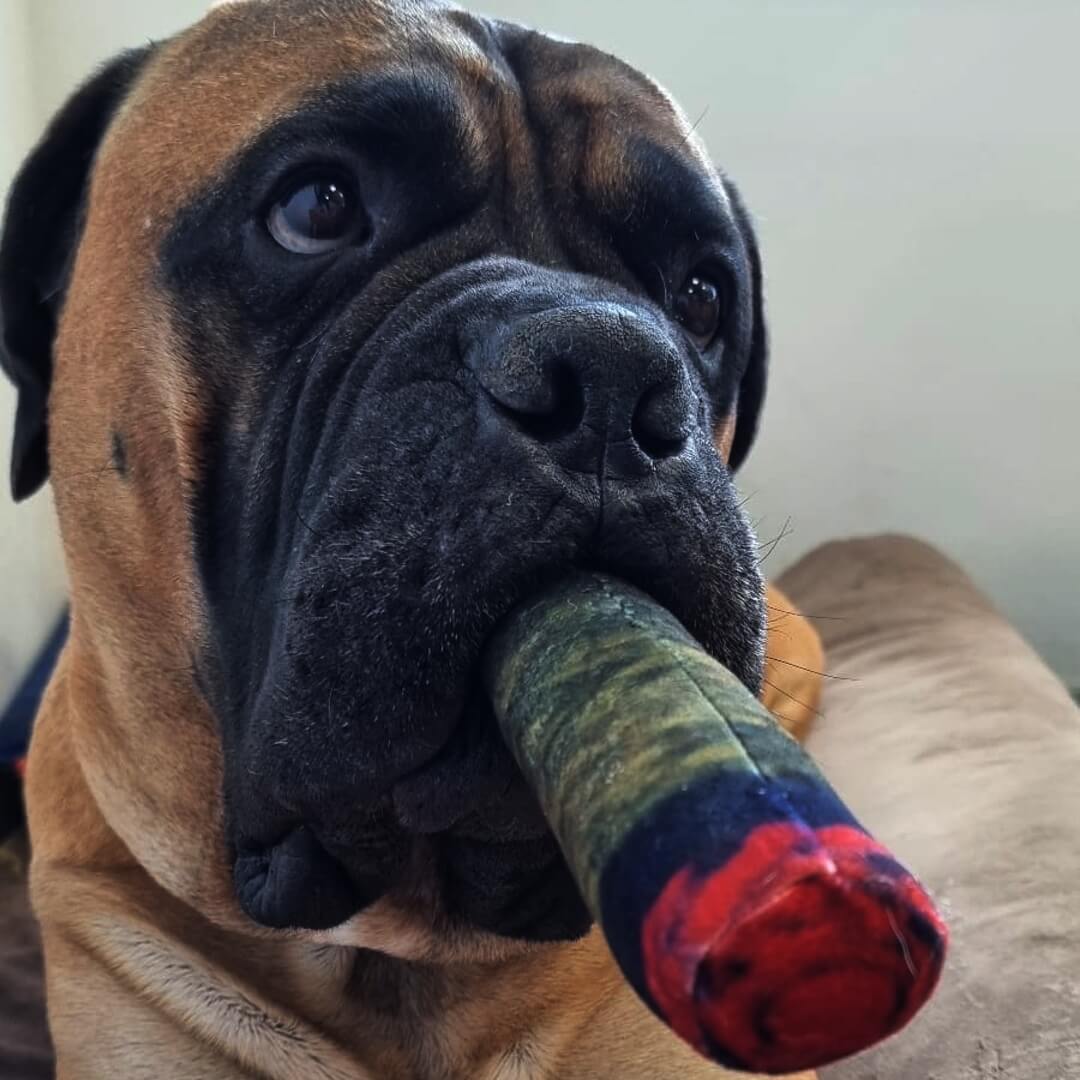 Joint – Giocattolo per Cani
