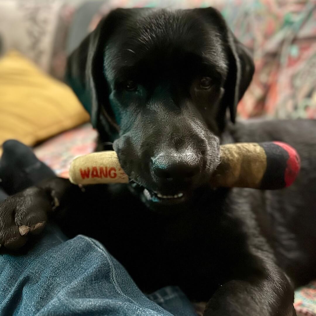 Joint – Giocattolo per Cani